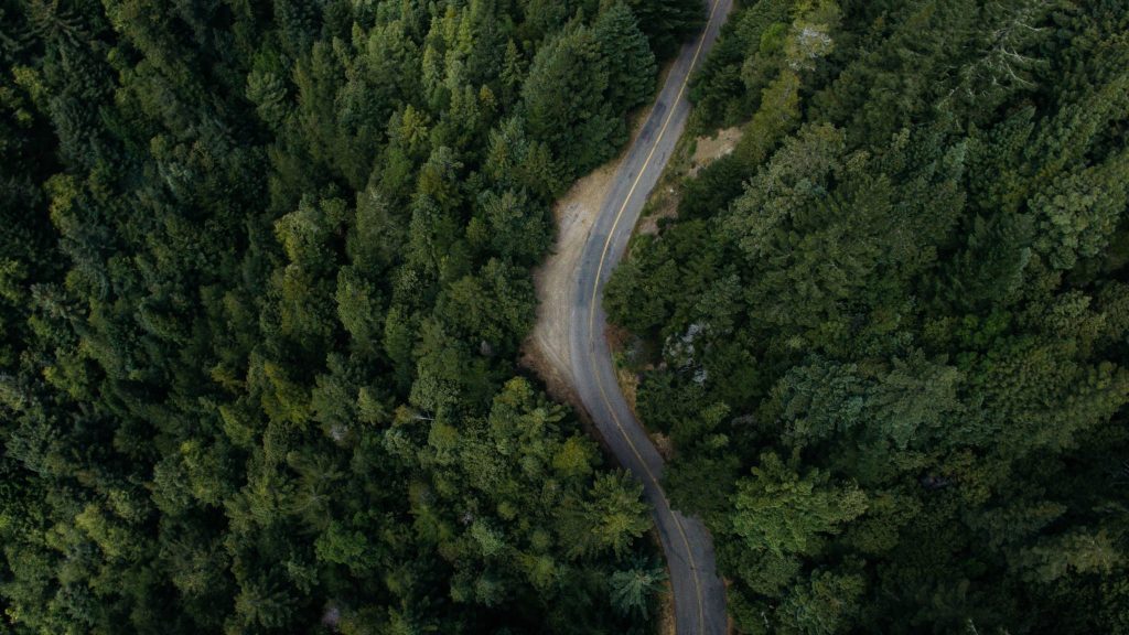 forest from above tree canopy